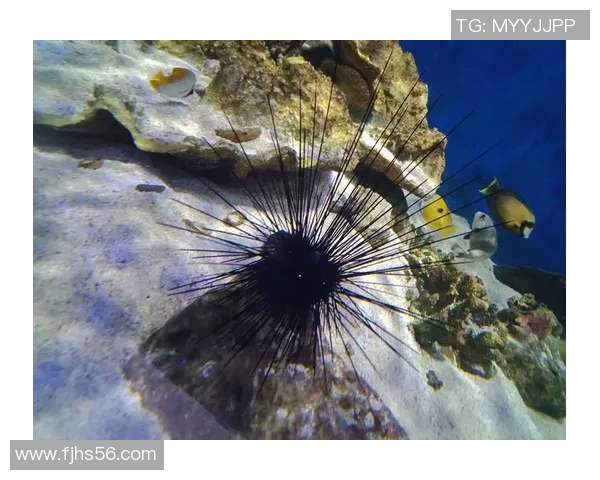 足球明星养鱼的秘密揭晓是谁在绿茵场外的水族世界中畅游 足球明星养鱼的秘密揭晓是谁在绿茵场外的水族世界中畅游